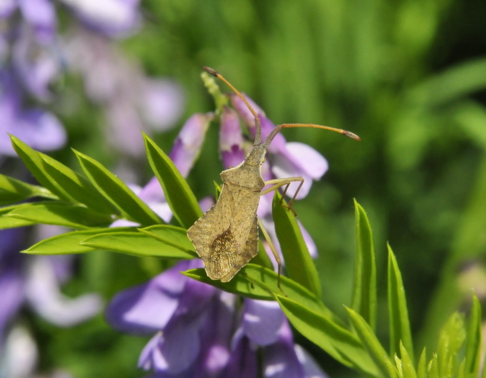 Syromastus rhombeus - sin. di Verlusea rhombea